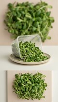 Sunflower microgreens in recyclable clamshell