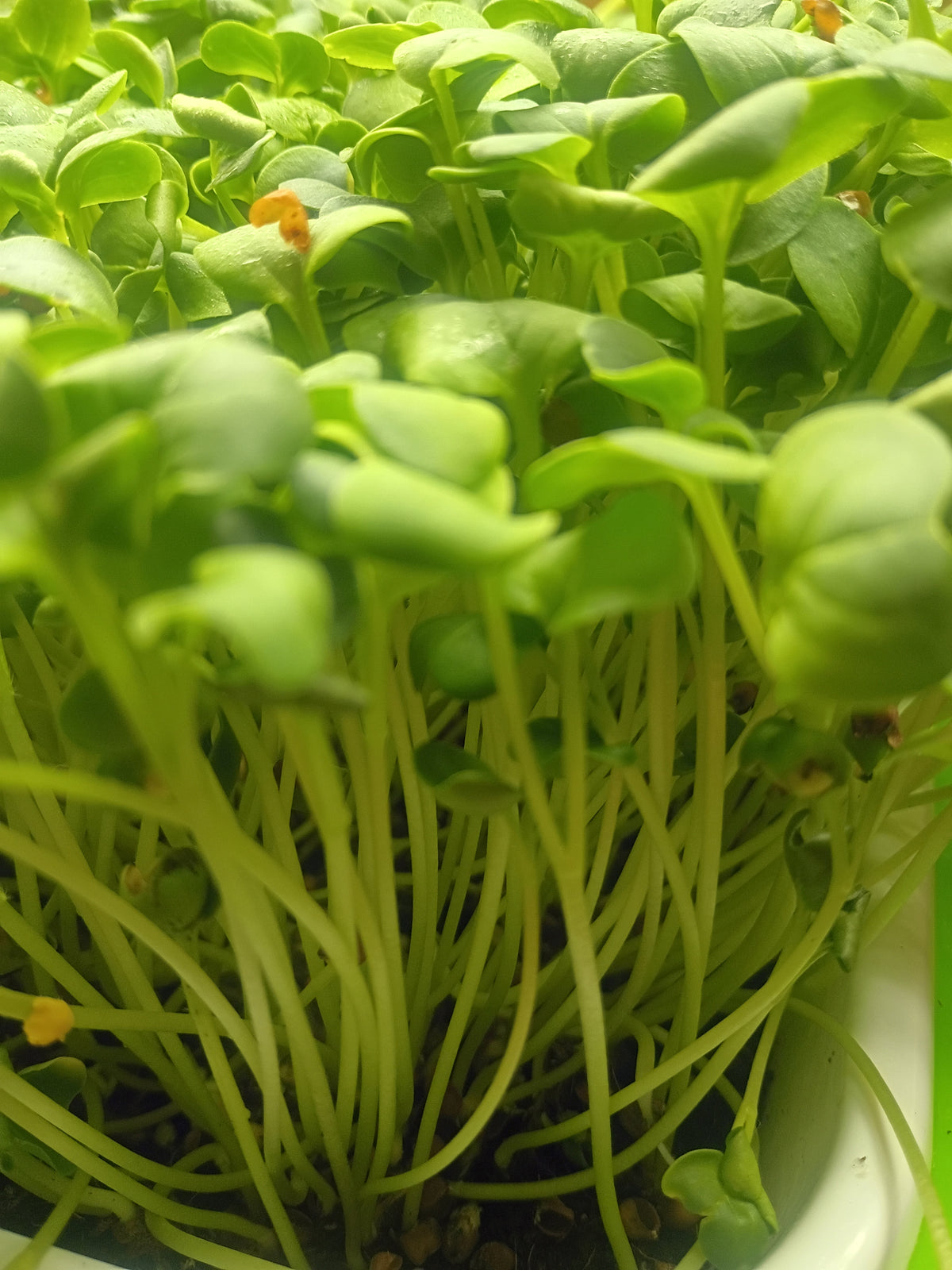 Radish Microgreens