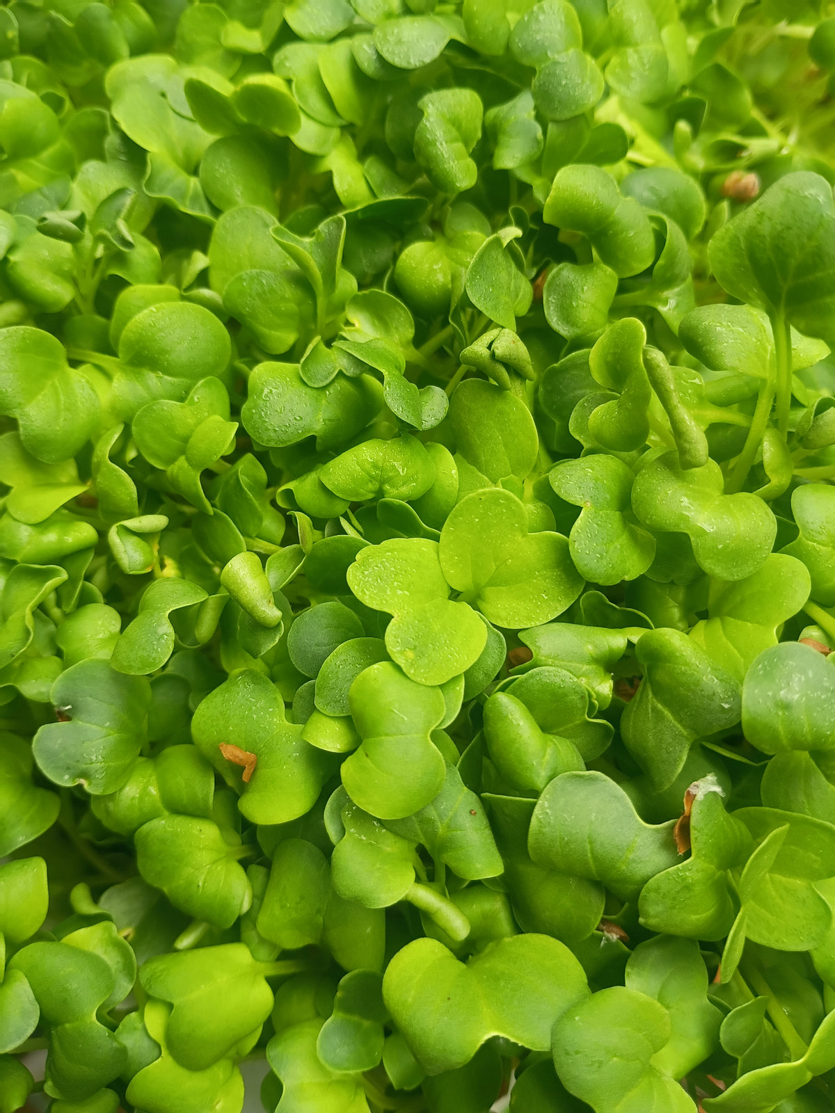 Radish Microgreens