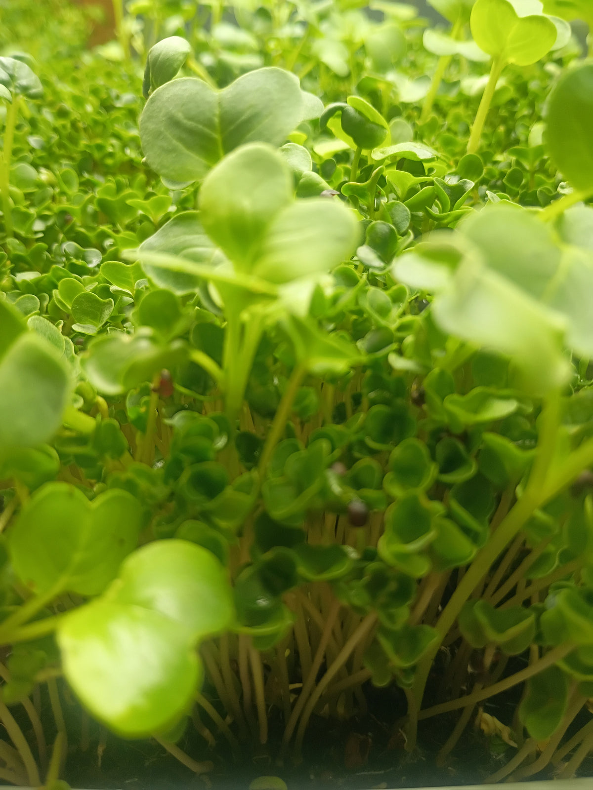 Broccoli & Radish Spring Mix Microgreens
