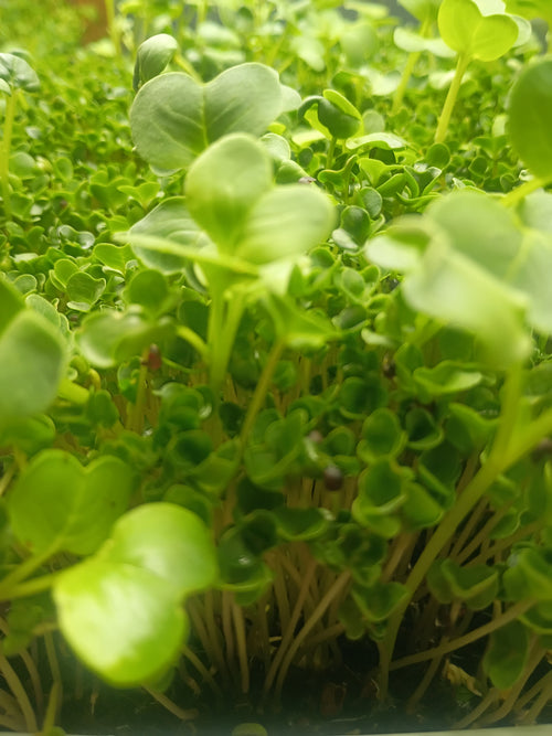 Broccoli & Radish Spring Mix Microgreens