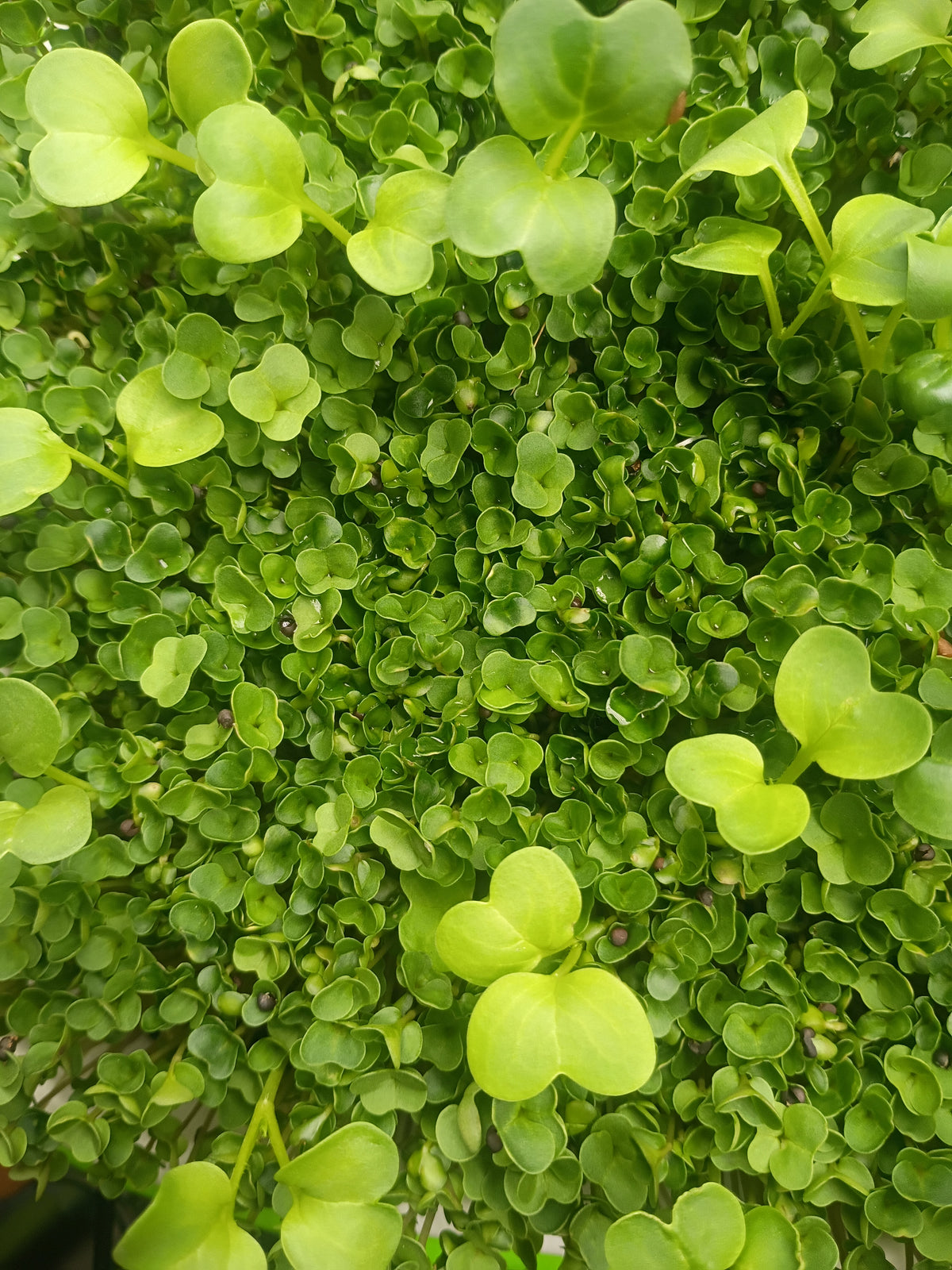 Broccoli & Radish Spring Mix Microgreens