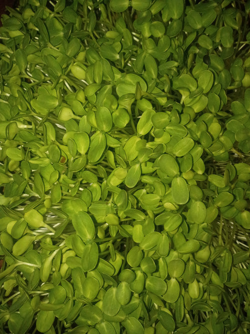 Black Oil Sunflower Microgreens