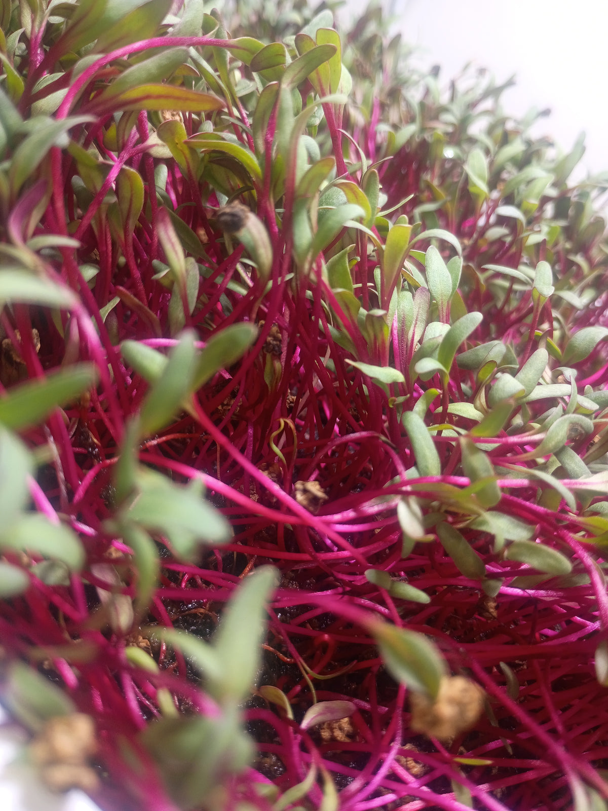 Bulls Blood Beet Microgreens