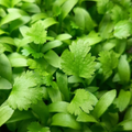 Cilantro Microgreens