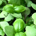 Basil Microgreens