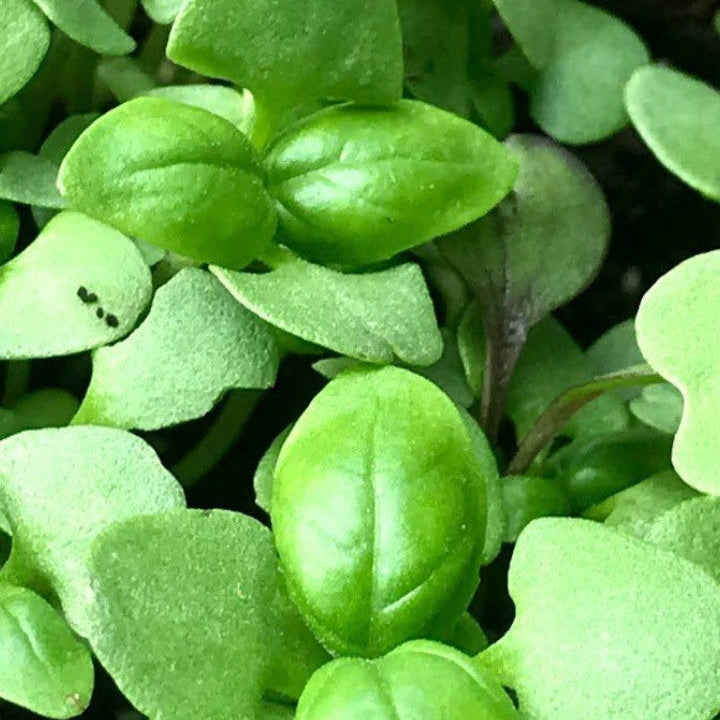 Basil Microgreens