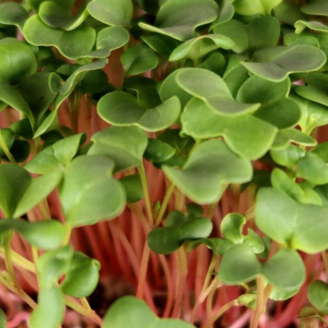 Red Arrow Radish Microgreens
