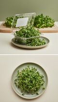 Broccoli microgreens in recyclable clamshell