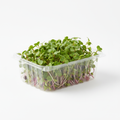 Fresh Radish Microgreens in a 13oz clamshell