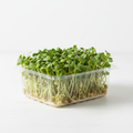 Fresh Mung Bean Microgreens in a 13oz clamshell