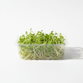 Fresh alfalfa microgreens in a clear clamshell container