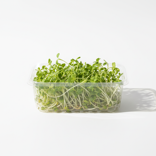 Fresh alfalfa microgreens in a clear clamshell container