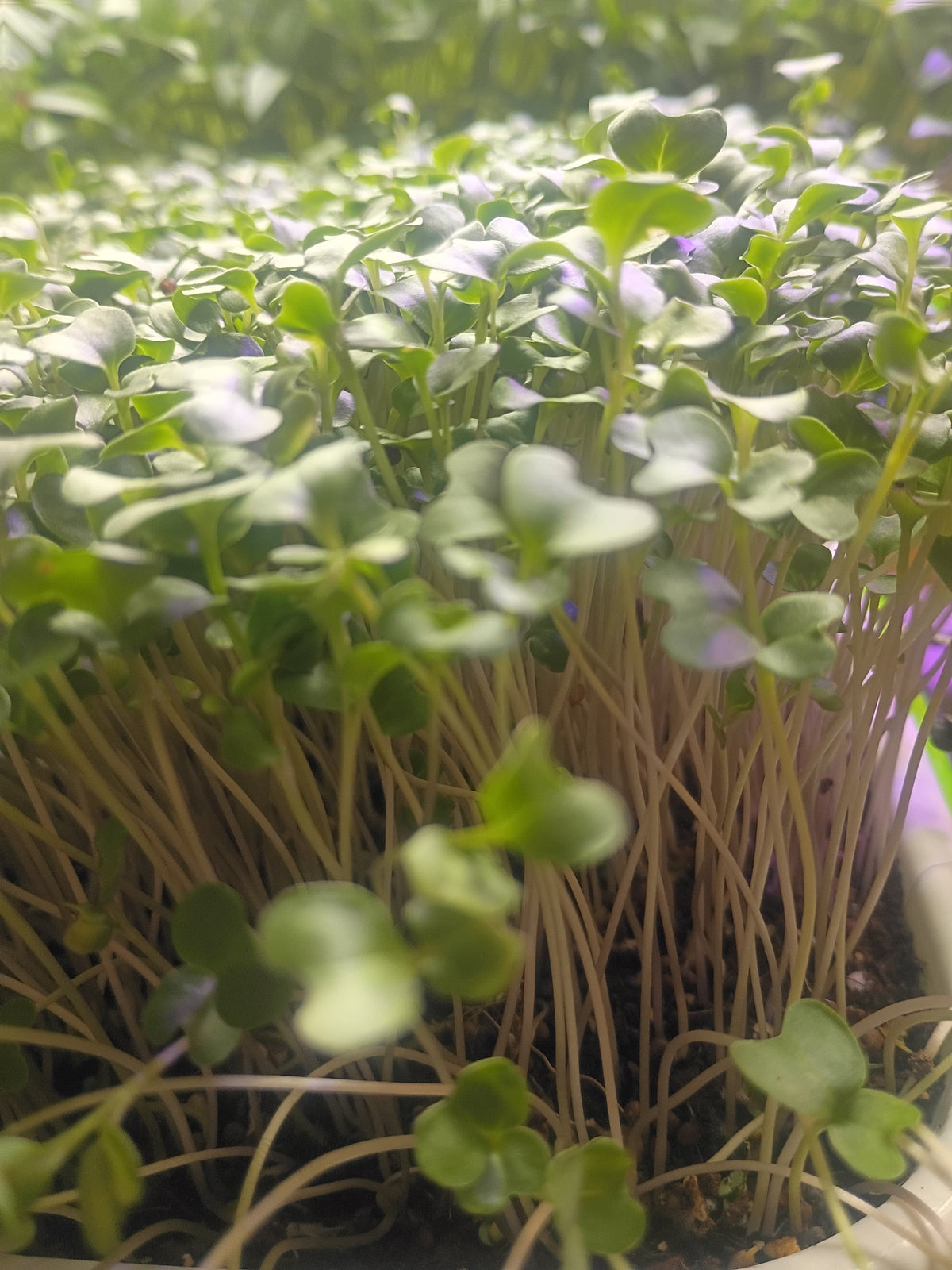 Broccoli Microgreens