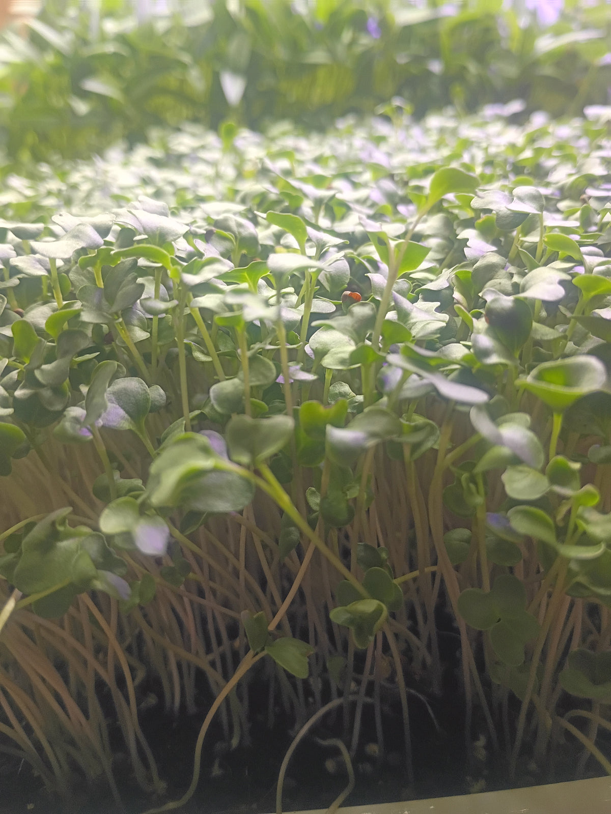 Broccoli Microgreens