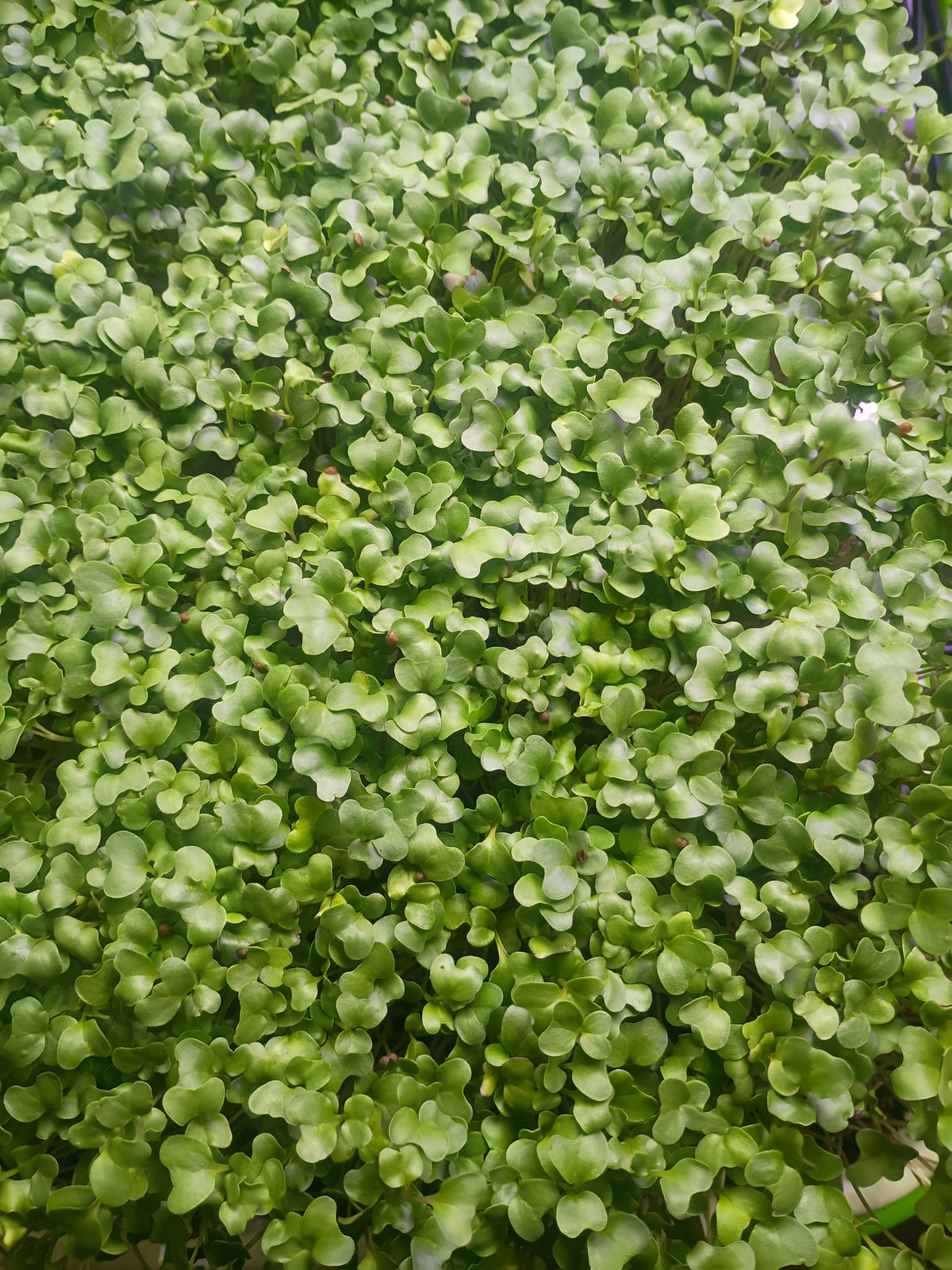 Broccoli Microgreens